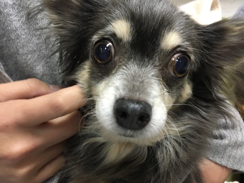 【今日の里帰りワンコ🐶夢花ちゃん💕、ブルーちゃん💕、モフ➡こう君💕】No2